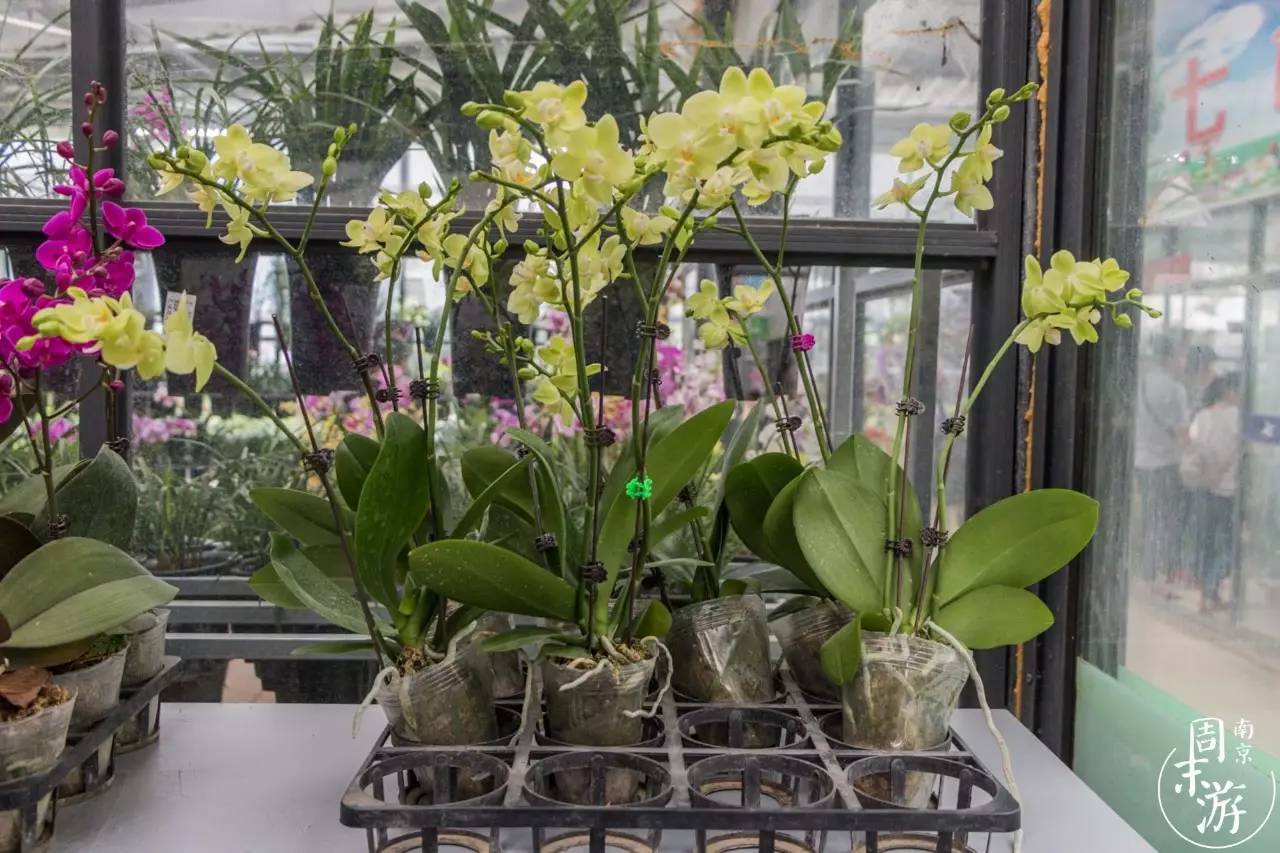 南京市最大的花鸟鱼虫市场在哪里,逛花鸟鱼虫市场的视频