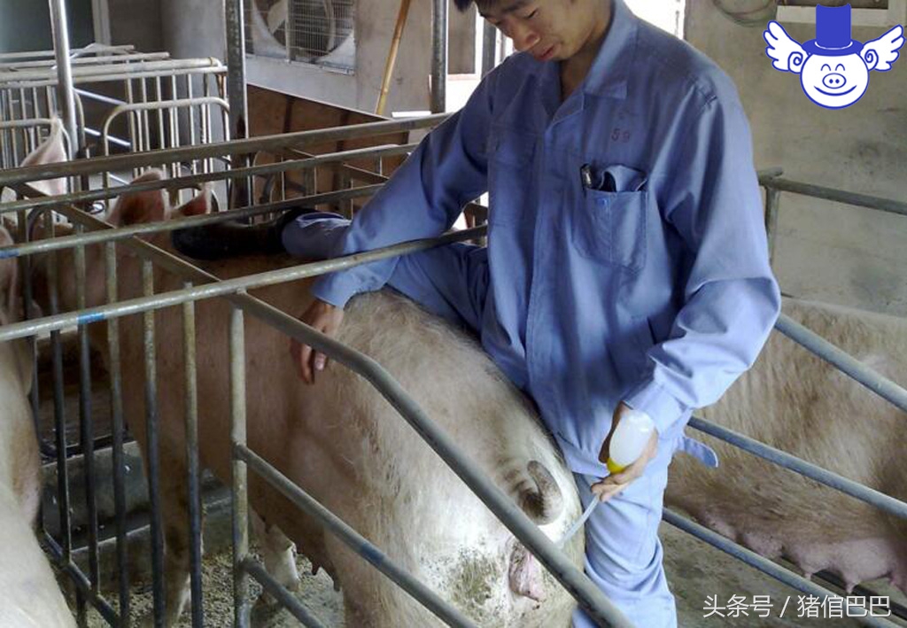 猪场人工授精最佳时间,养猪人工授精讲解