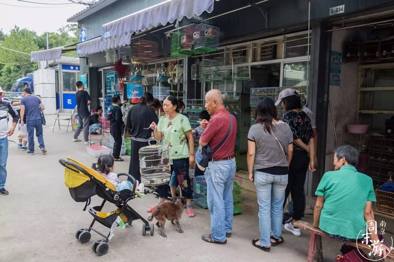 南京花鸟鱼虫市场,逛遍市场