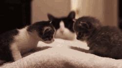 猫咪难产横位表现,猫咪难产的几率有多大