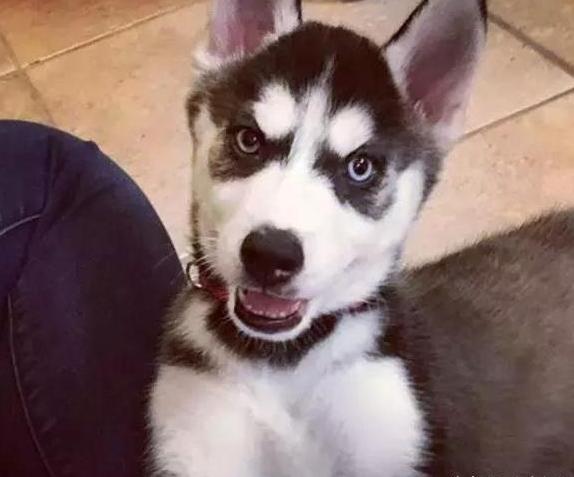 1000元二哈 (二哈为什么不值得买)