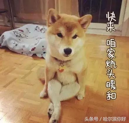 哈尔滨最舒服大厅,哈尔滨哪个区住店便宜