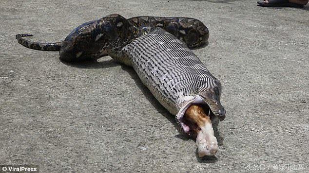 蟒蛇吃猫咪的腿,巨型蟒蛇与猫