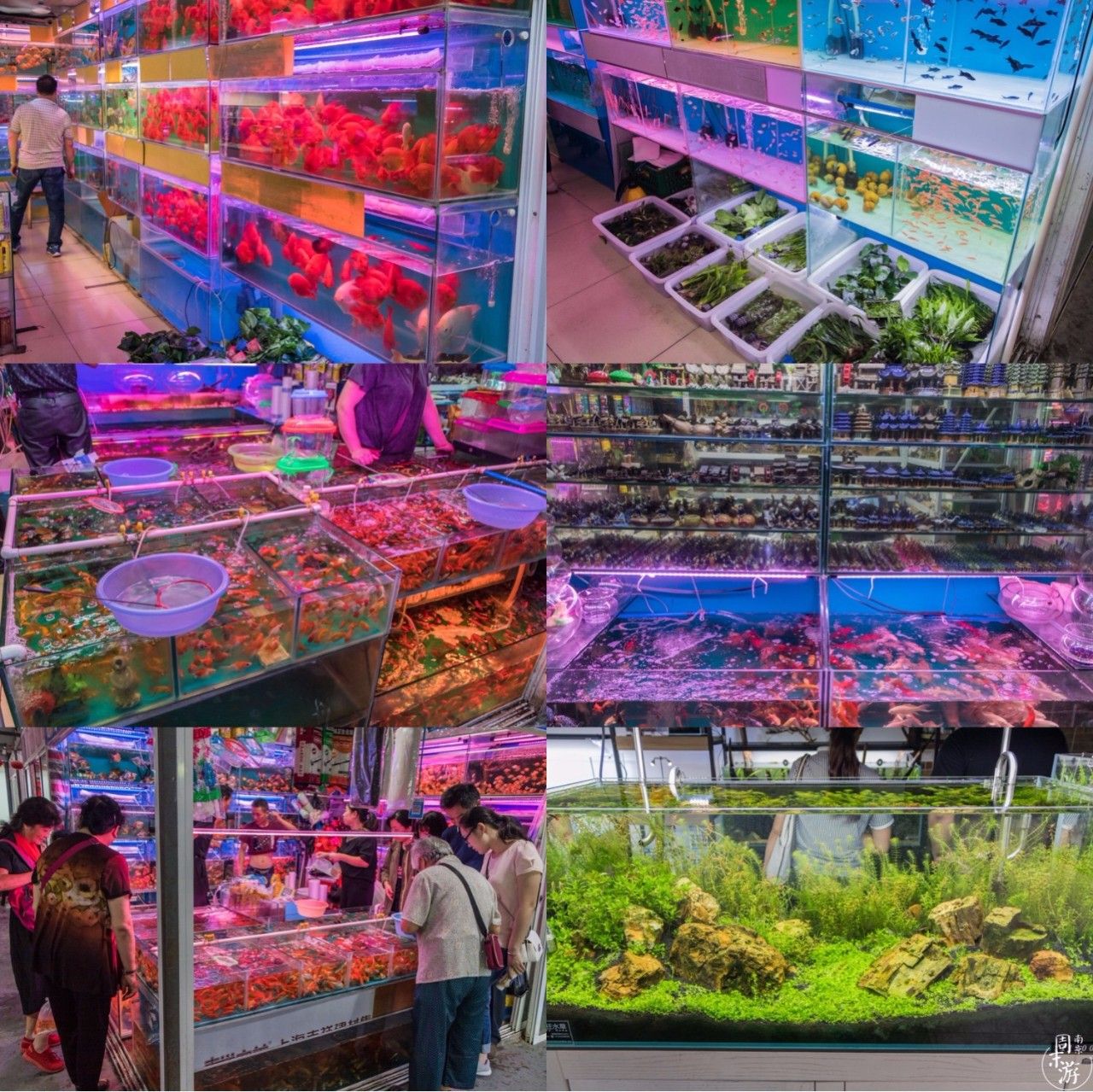 南京夫子庙花鸟鱼虫市场,南京花鸟鱼虫市场