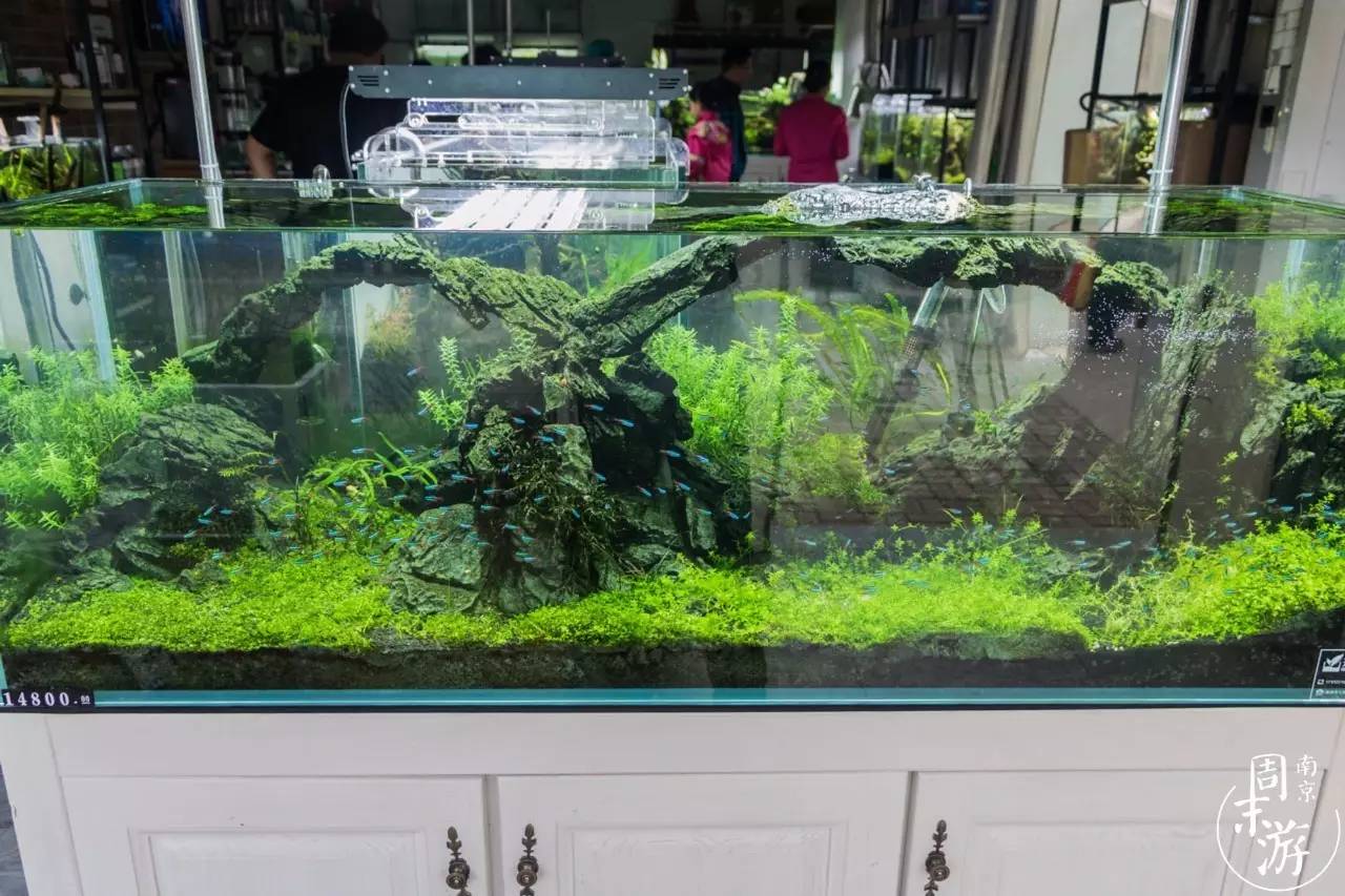 南京花鸟鱼虫市场,南京最大的花鸟虫市场