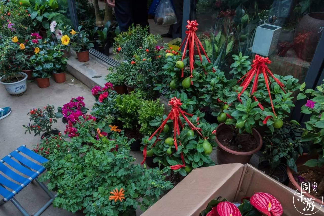 逛南京花卉市场视频,南京夫子庙花鸟鱼虫市场