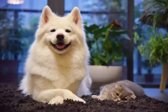 哈士奇刷新了我对二哈的认知,这只哈士奇颠覆了我对二哈的看法