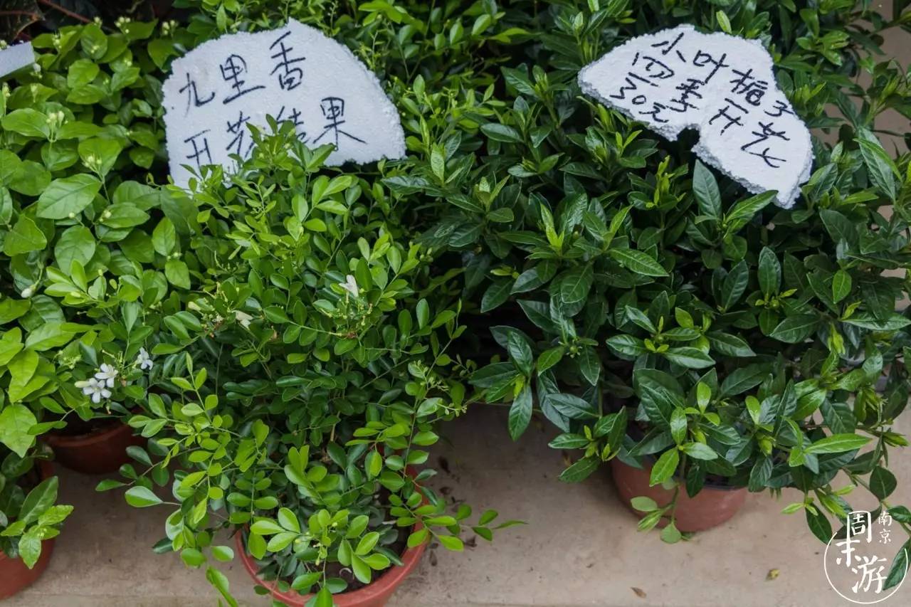 逛花鸟鱼虫市场的视频,南京花鸟鱼虫市场