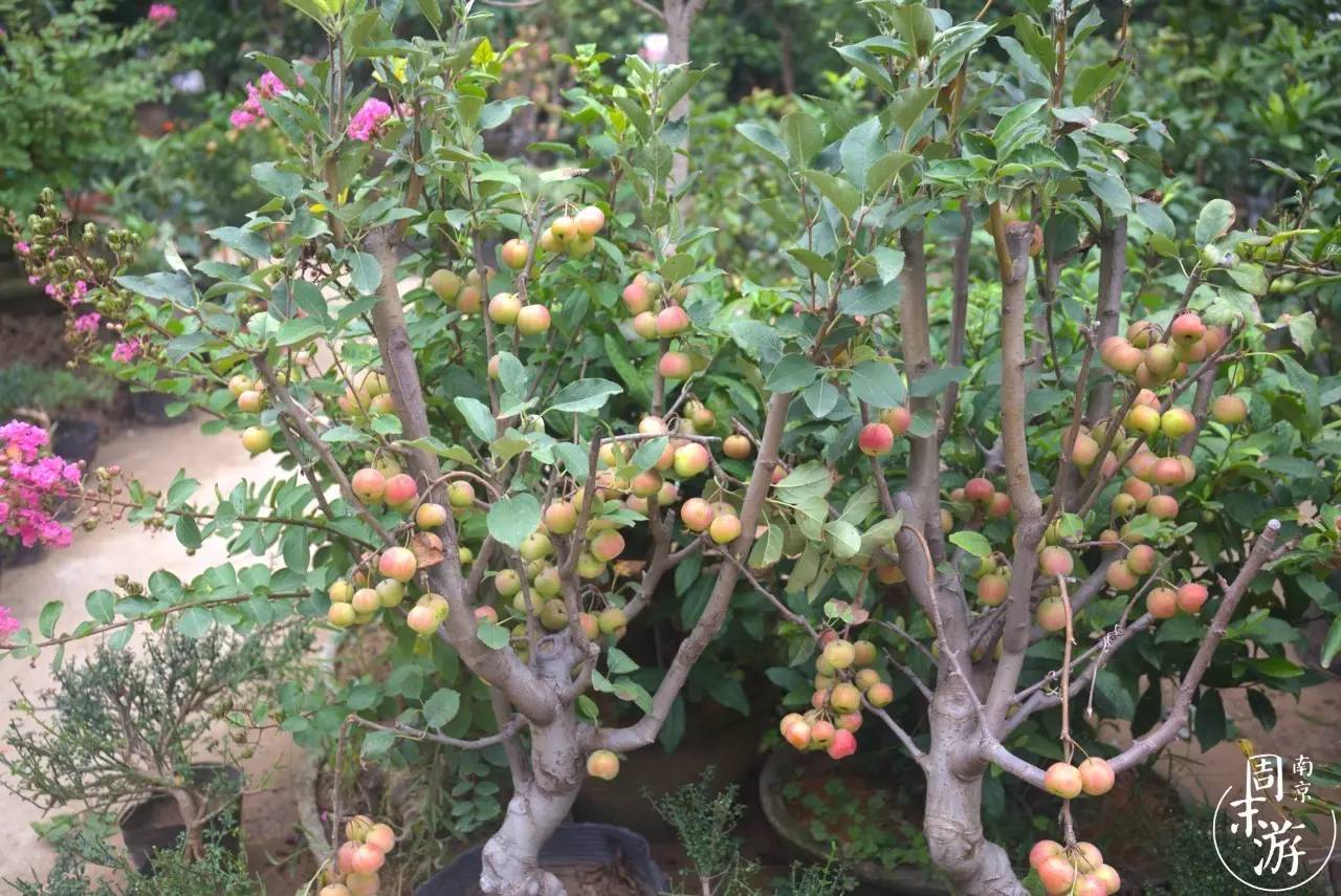 南京有几个花鸟鱼虫市场,南京湿地公园花鸟鱼虫市场在哪里