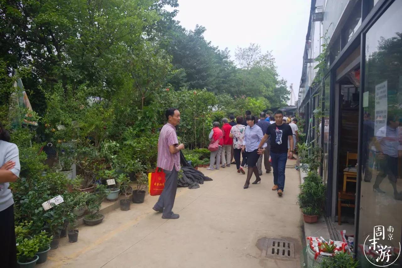 逛各种花鸟市场,南京花鸟鱼虫市场失火