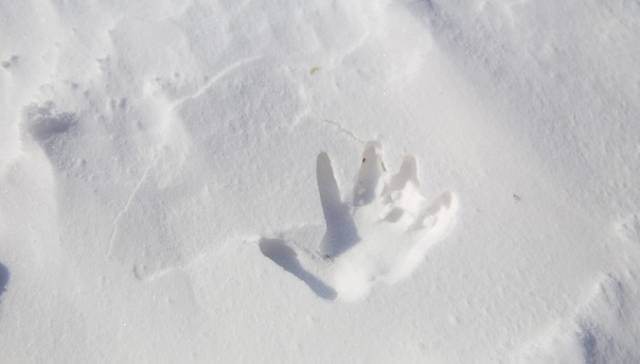 初冬掠影,哈尔滨的冬日魅力