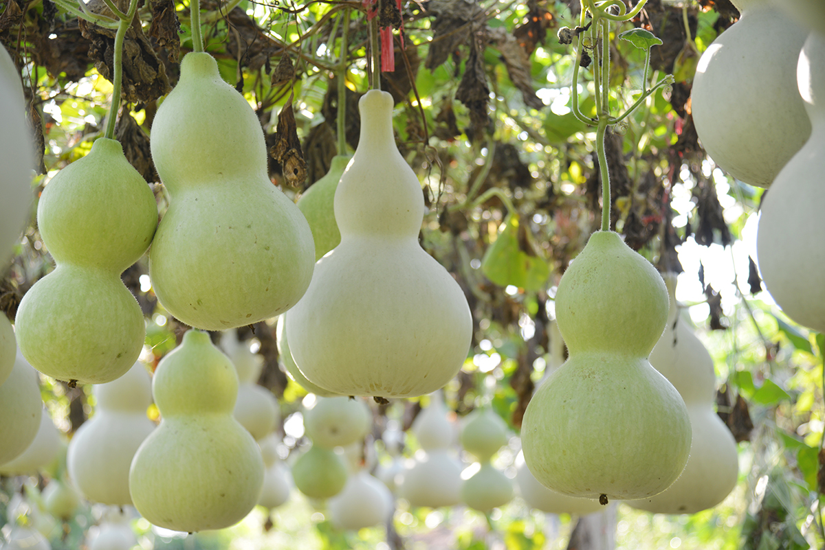 现代版的《葫芦娃》在咱南贾镇上鲁村精彩实景演出，您也过来看看