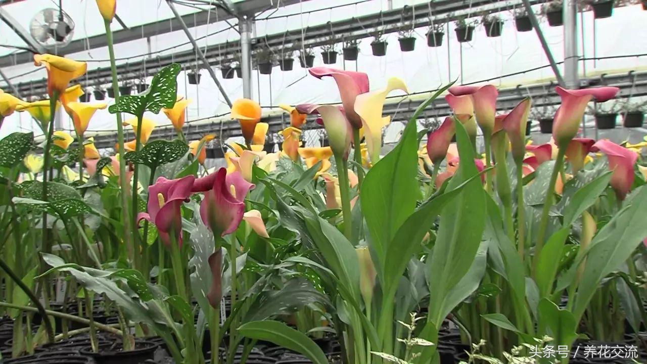 在室内养一些彩虹般的马蹄莲，每天看着心情都会变好