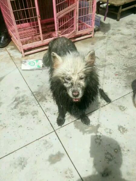 迷路的萨摩耶不小心掉进臭水沟,萨摩耶掉泥坑里变成金毛