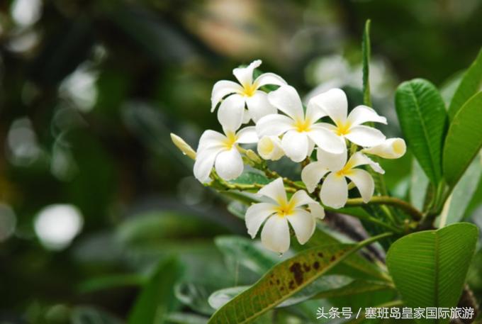 塞班自由行还是跟团游好,塞班岛自由行团