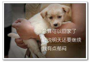 狗狗打疫苗要注意的事项和禁忌,专家回应打疫苗误区