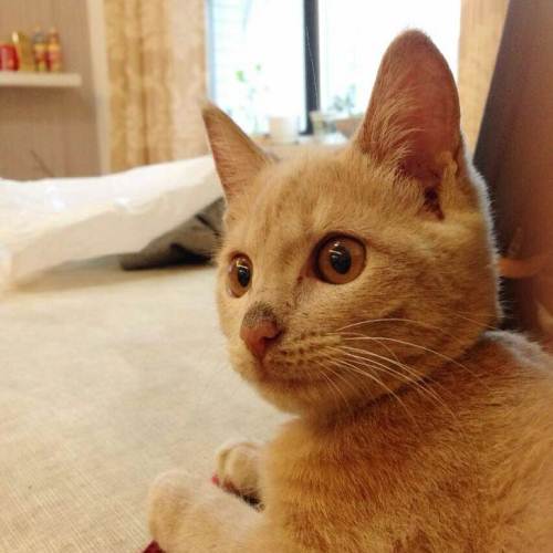 猫取什么名字最可爱又仙气,古人给黑毛金眼猫取名