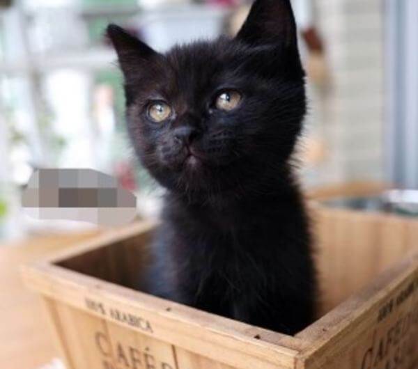 古人如何给黑白相间的猫取名,猫取什么名字最可爱又仙气