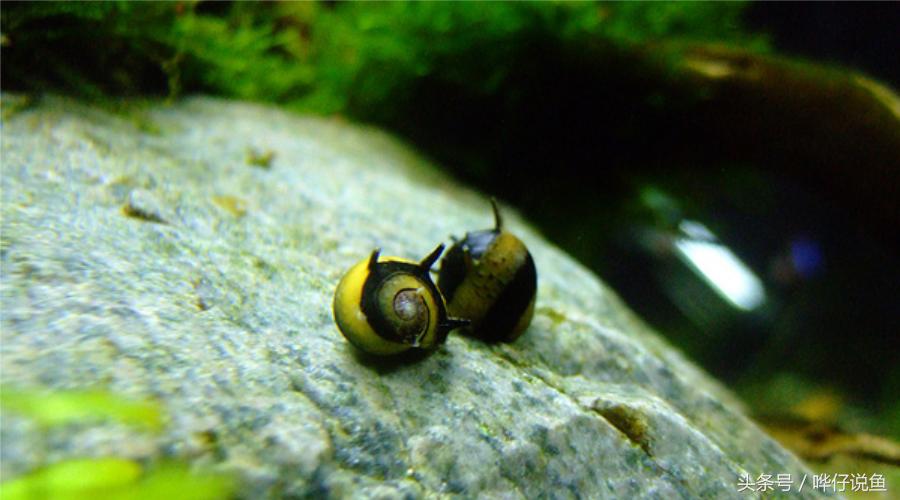 鱼缸里爆螺怎么办,鱼缸里面爆藻好不好