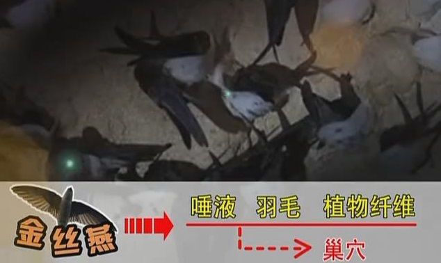 如何分辨真假燕窝的方法,怎么分辨真燕窝和假燕窝