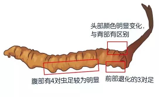 冬虫夏草真的很补身体吗,冬虫夏草炖什么汤最补