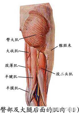 腹直肌分离检测及修复手法,腹直肌运动分析