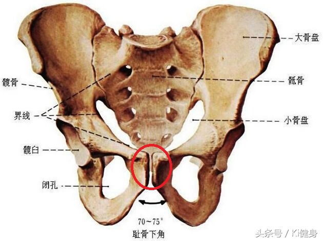 腹直肌分离怎么紧实肚子上的肉,腹直肌的运动疗法是什么