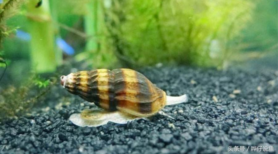 鱼缸里爆螺怎么办,鱼缸里面爆藻好不好
