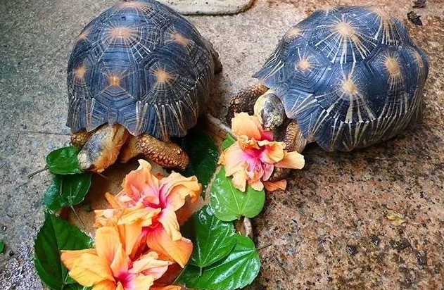 辐射陆龟箱内可以养什么绿植,辐射陆龟有多漂亮