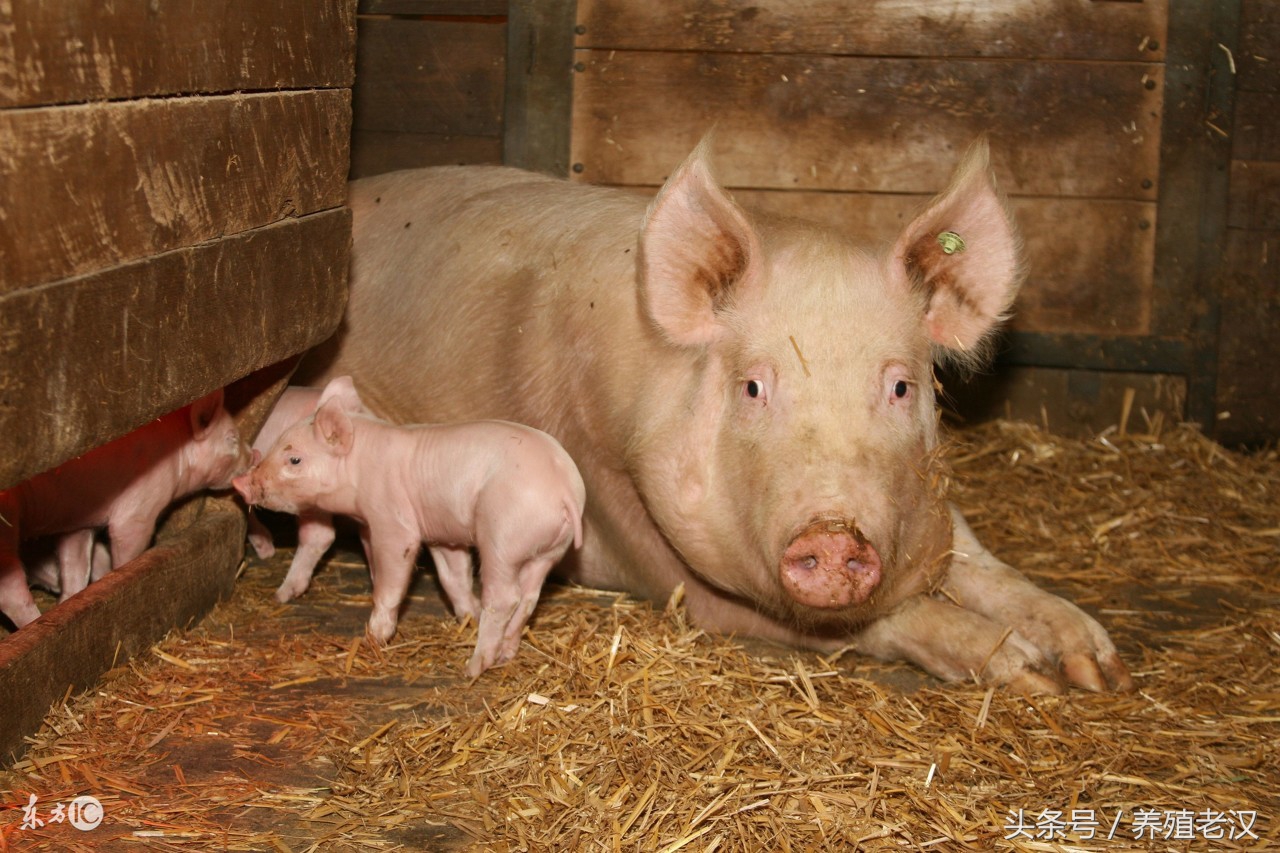 母猪难产掏不出来该怎么办,母猪难产掏完了不吃食咋办