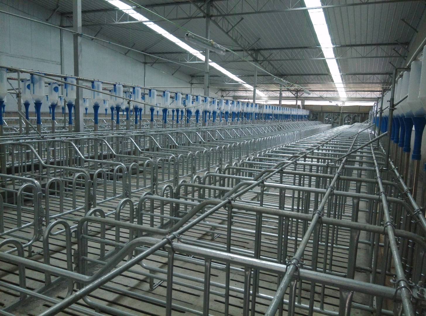 母猪难产原因分析及解决方案