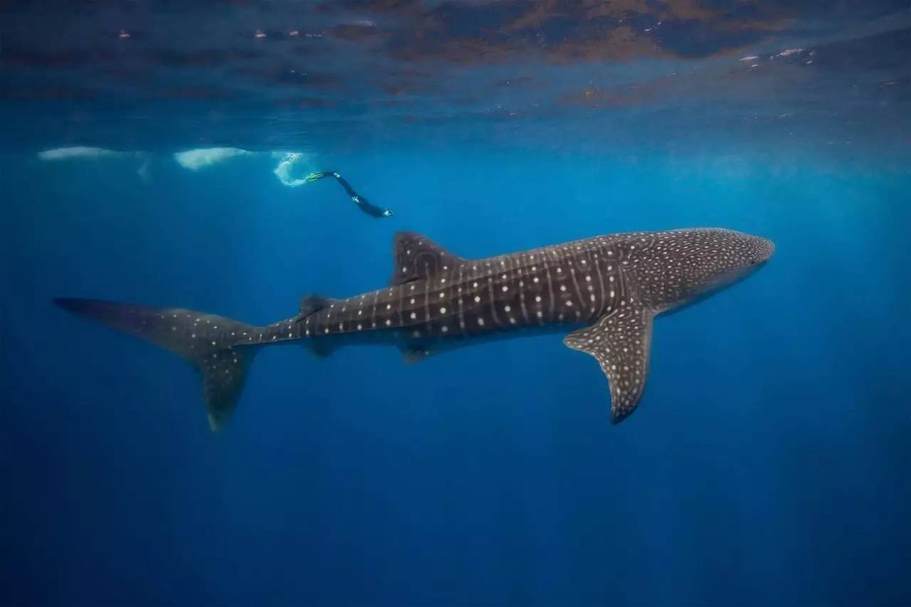 关于鲸鱼你知道什么,鲸鲨温柔