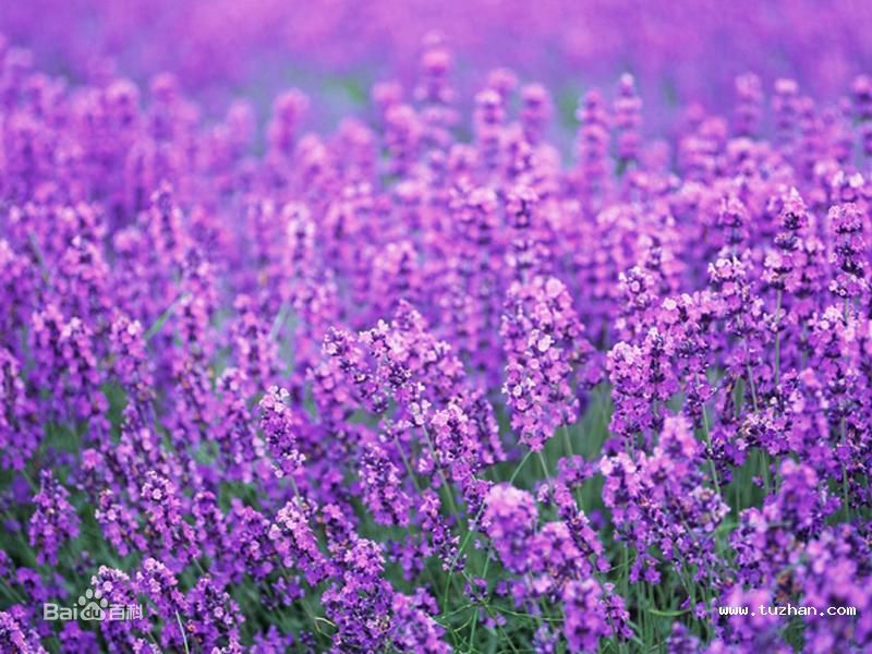 北京怀柔东方普罗旺斯薰衣草庄园,北京普罗旺斯薰衣草庄园
