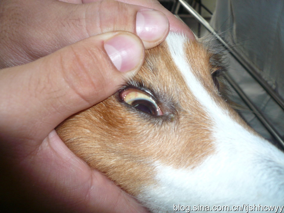 瀹犵墿鍠濅笉骞插噣鐨勬按鐢熺梾,瀹犵墿涔辨媺灞庡翱鎬庝箞瑙e喅