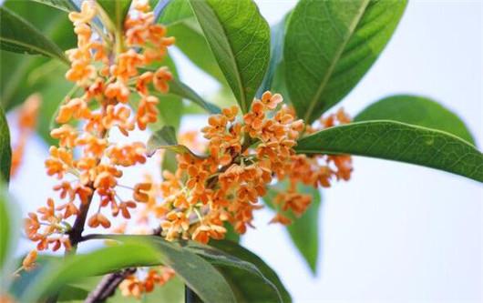 桂花养殖方法和注意什么,桂花风水大忌大全及讲解