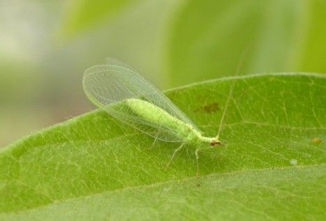 常见的大虫子科普,盘点那些你没见过的虫子