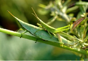 常见的大虫子科普,盘点那些你没见过的虫子