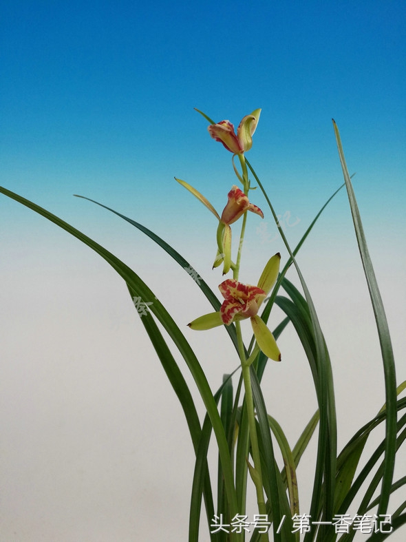 蝴蝶兰优雅唯美,兰花欣赏四季兰