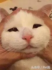 在野外遇到猎豹应该怎么办,遇到野生猎豹可以摸摸吗