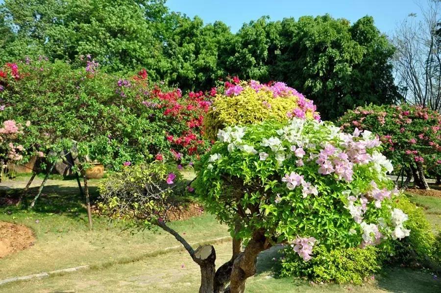 国庆节成都五日游攻略,元旦成都出发两天一夜旅游攻略