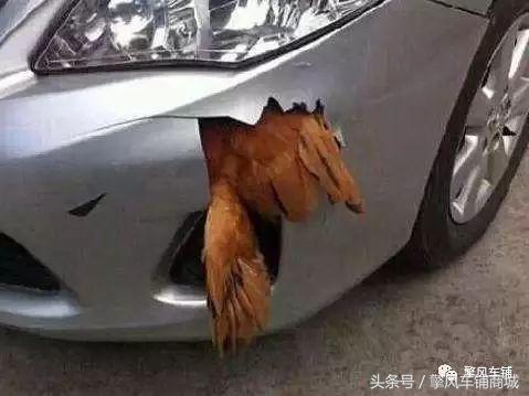 高速撞了动物要报警吗,高速路上不小心撞了东西该怎么办