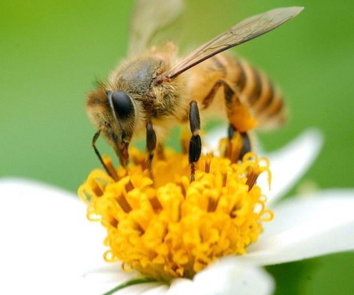 麦卢卡蜂蜜怎么才能买到正品,麦卢卡mgo和umf分别是什么意思