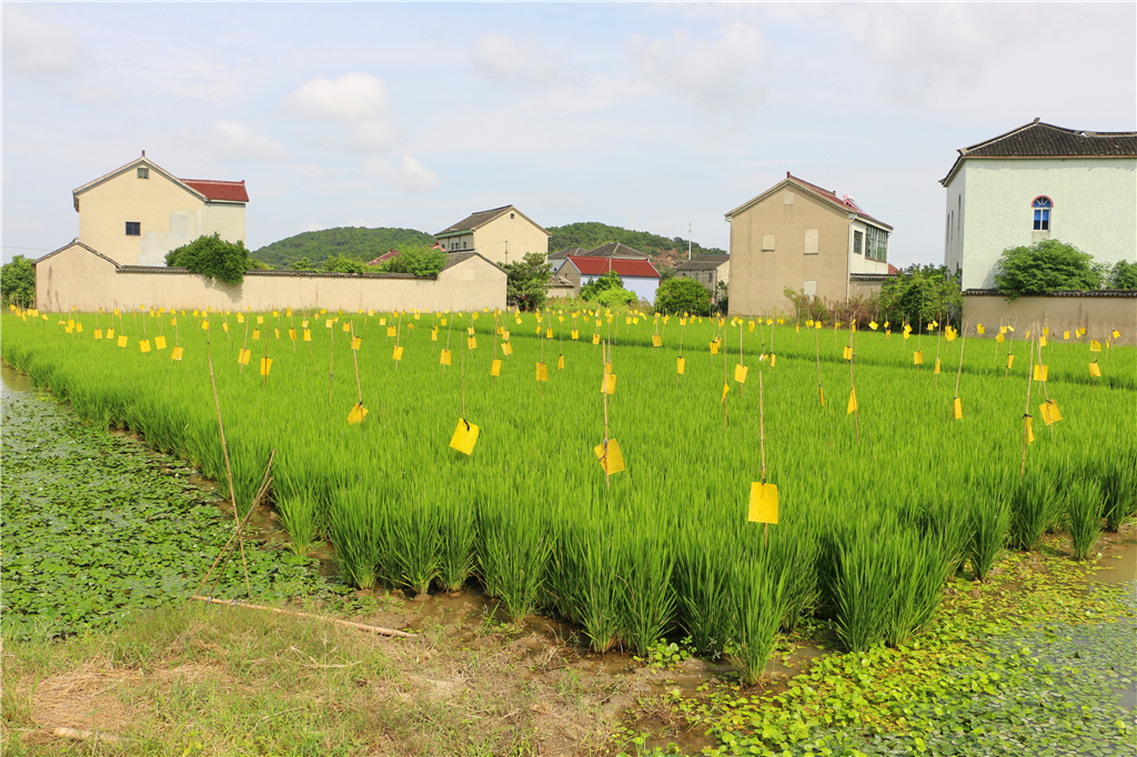 嘉兴南北湖农家乐推荐,嘉兴南北湖农家