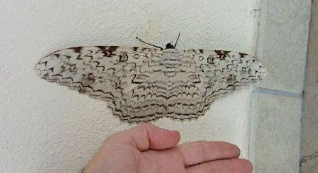 揭秘五种地球上最强大的昆虫,地球上远古已灭绝的昆虫