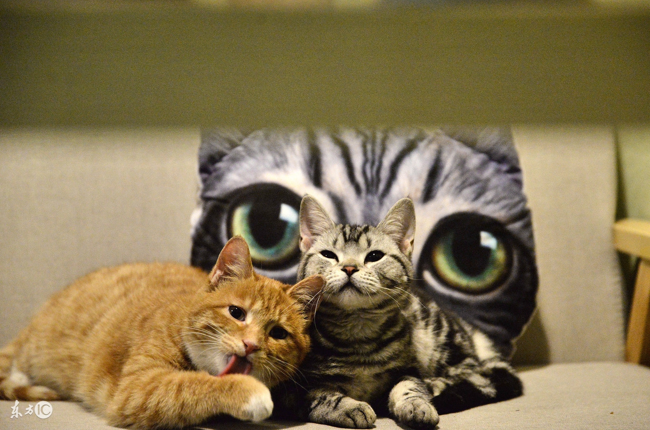 怎么让猫咪独处一个月,主人不在家猫咪怎么度过