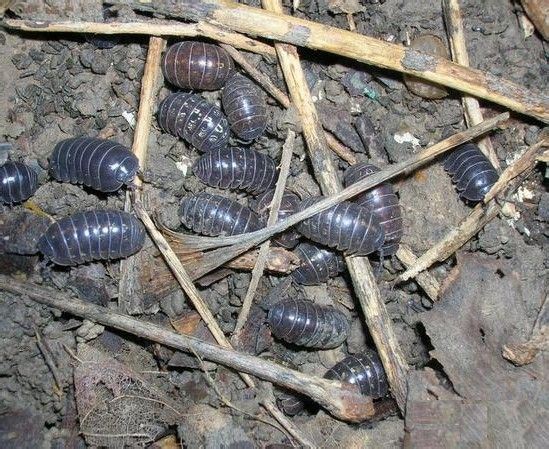 常见的大虫子科普,盘点那些你没见过的虫子