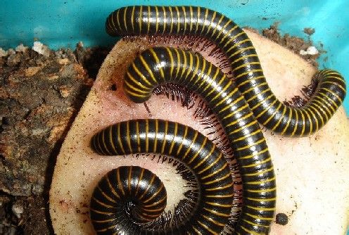 常见的大虫子科普,盘点那些你没见过的虫子