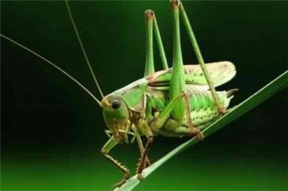 蝈蝈怎么饲养?蝈蝈喜欢吃什么?蝈蝈喂养知识大全