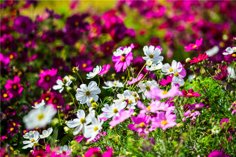 肃北七彩花海,肃北百亩花海在哪里