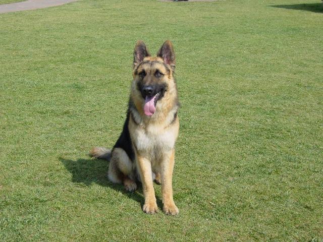 弓背德牧长毛2个半月大怎么饲养,饲养德牧怎么打疫苗